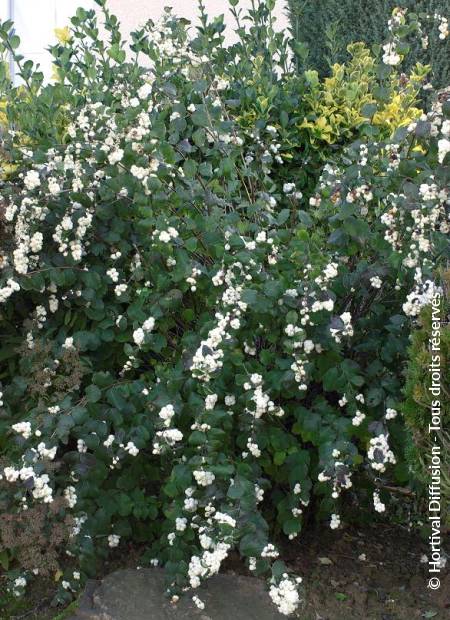 © Hortival Diffusion - Tous droits réservés