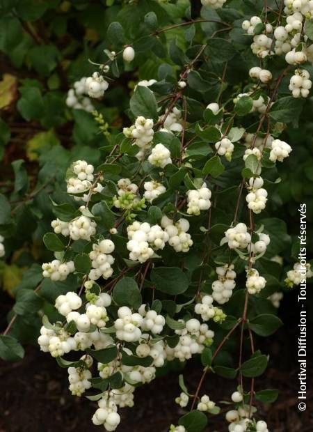 © Hortival Diffusion - Tous droits réservés