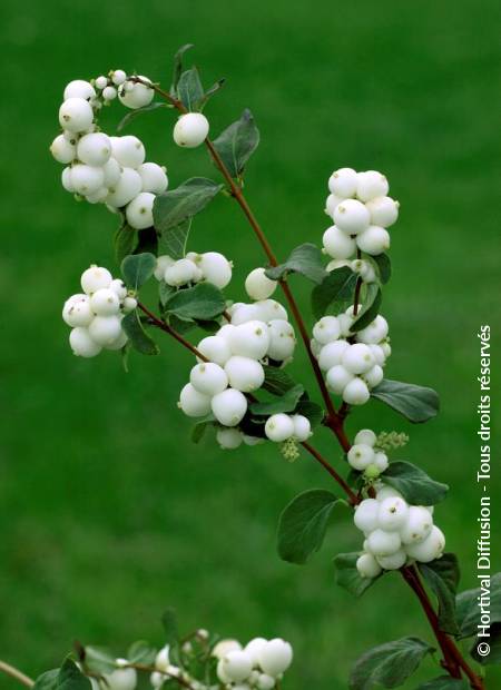 © Hortival Diffusion - Tous droits réservés