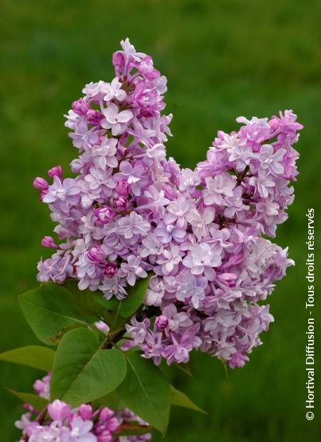 © Hortival Diffusion - Tous droits réservés