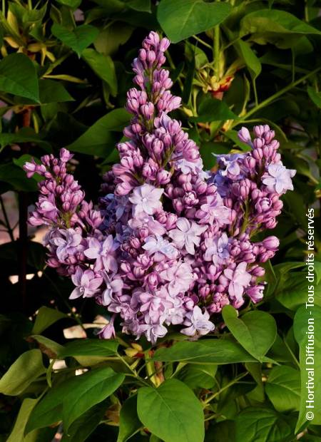 © Hortival Diffusion - Tous droits réservés