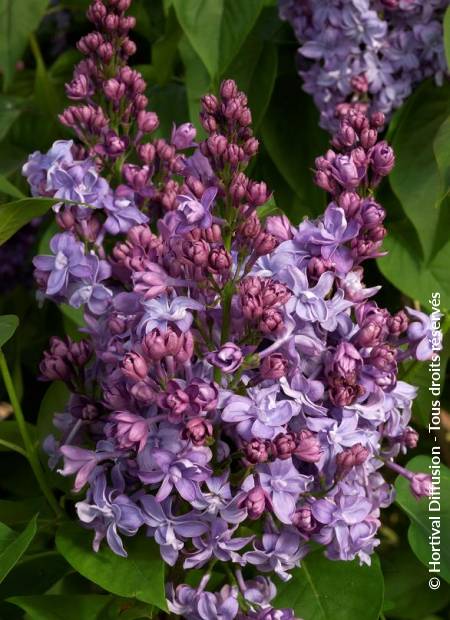 © Hortival Diffusion - Tous droits réservés