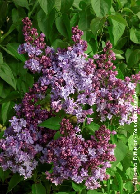 © Hortival Diffusion - Tous droits réservés