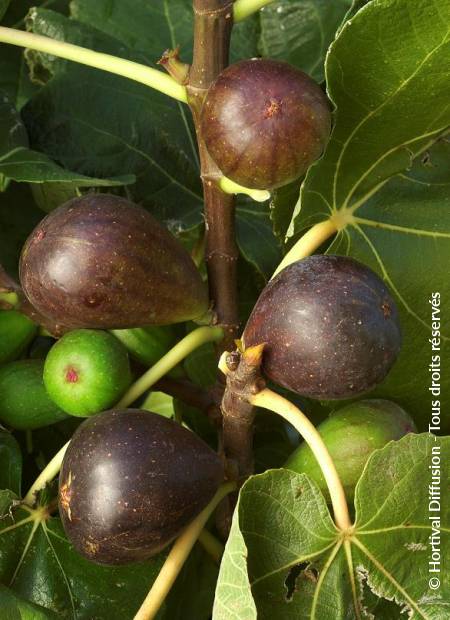 © Hortival Diffusion - Tous droits réservés