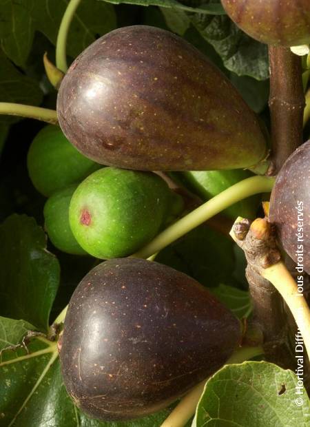 © Hortival Diffusion - Tous droits réservés