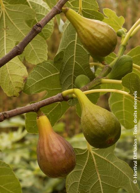 © Hortival Diffusion - Tous droits réservés