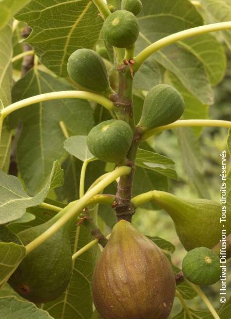 © Hortival Diffusion - Tous droits réservés