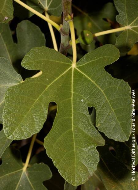 © Hortival Diffusion - Tous droits réservés