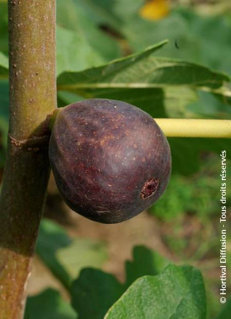 © Hortival Diffusion - Tous droits réservés