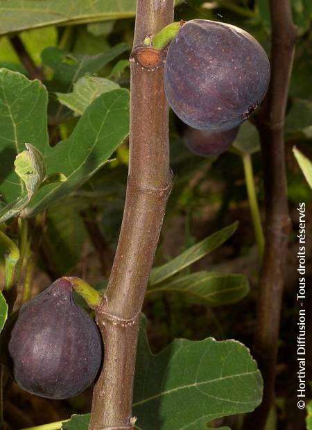 © Hortival Diffusion - Tous droits réservés