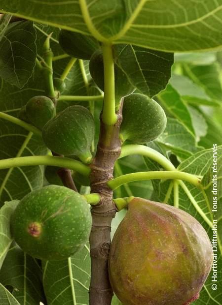 © Hortival Diffusion - Tous droits réservés