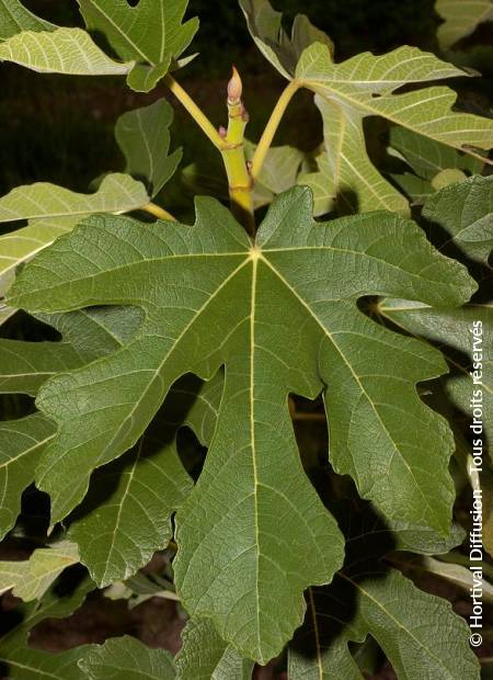 © Hortival Diffusion - Tous droits réservés