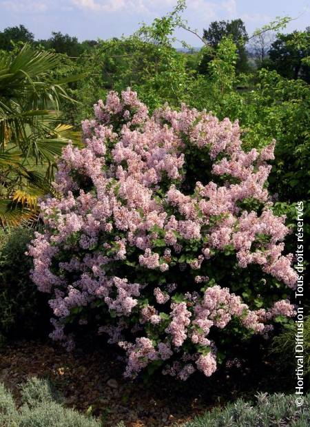 © Hortival Diffusion - Tous droits réservés