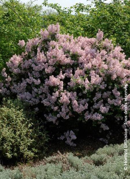 © Hortival Diffusion - Tous droits réservés