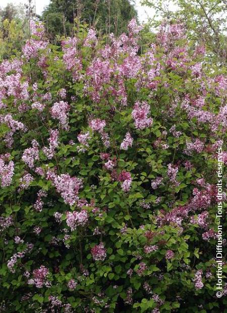 © Hortival Diffusion - Tous droits réservés