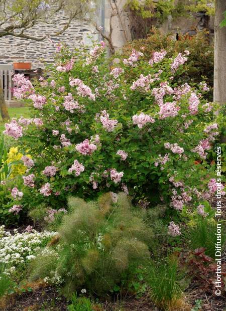 © Hortival Diffusion - Tous droits réservés