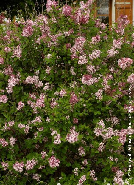 © Hortival Diffusion - Tous droits réservés