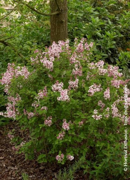 © Hortival Diffusion - Tous droits réservés