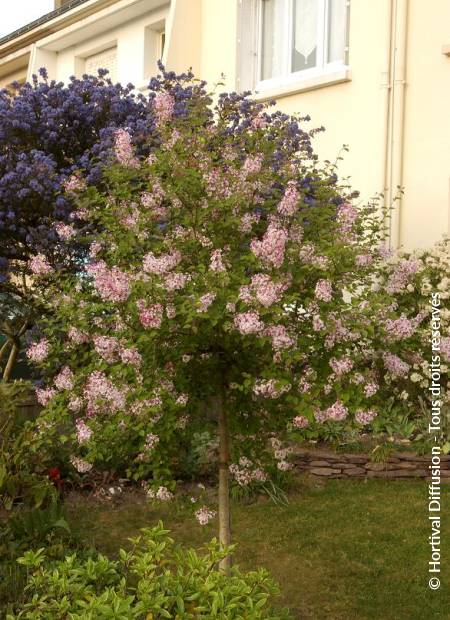 © Hortival Diffusion - Tous droits réservés