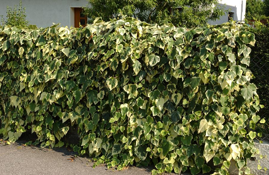 HEDERA algeriensis 'GLOIRE DE MARENGO' | Minier Solution Pro
