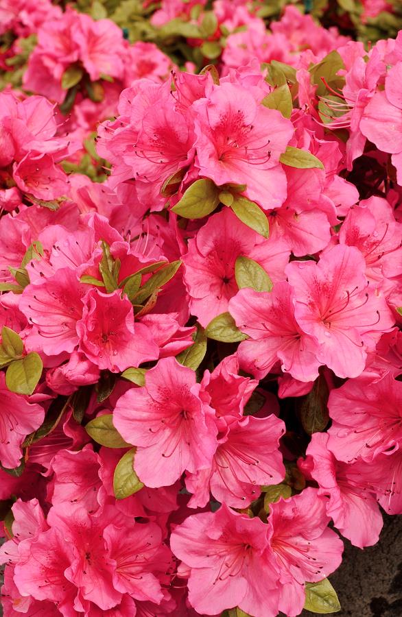 AZALEA japonica 'VUYK'S ROSYRED' Minier Solution Pro