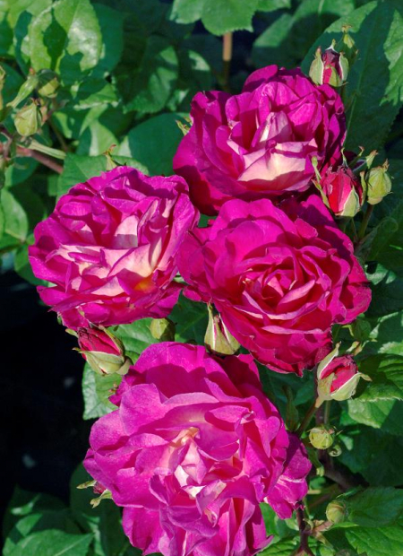 © Hortival Diffusion - Tous droits réservés