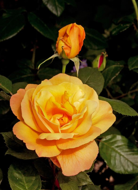 © Hortival Diffusion - Tous droits réservés