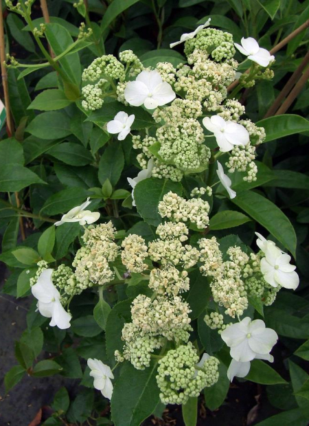 © Hortival Diffusion - Tous droits réservés