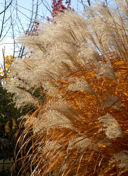 © Hortival Diffusion - Tous droits réservés