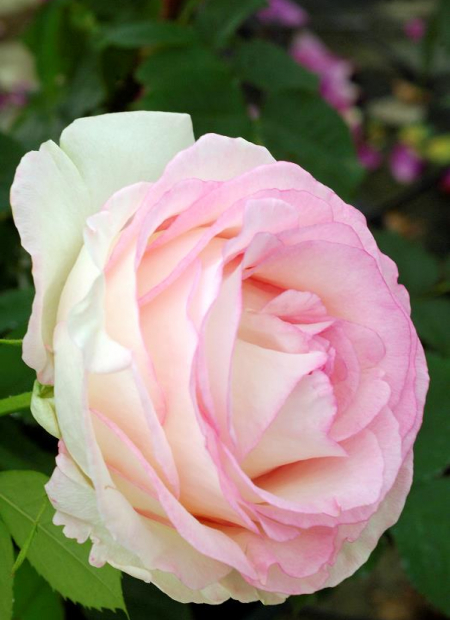 © Hortival Diffusion - Tous droits réservés