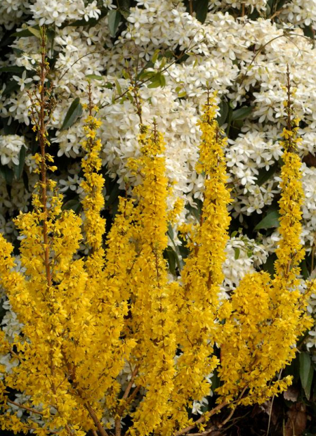 © Hortival Diffusion - Tous droits réservés