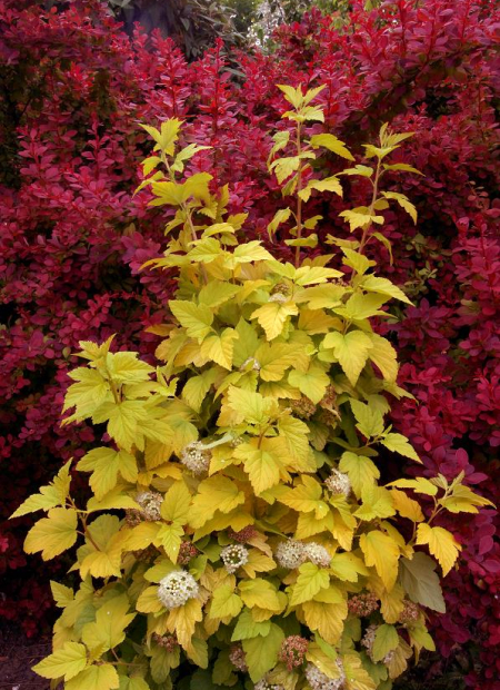 © Hortival Diffusion - Tous droits réservés