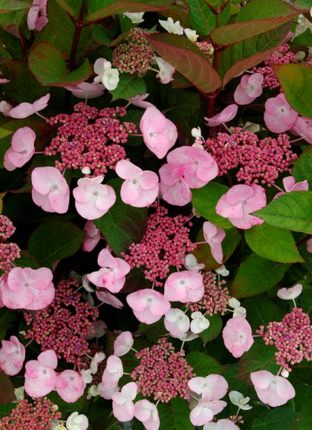 © Hortival Diffusion - Tous droits réservés