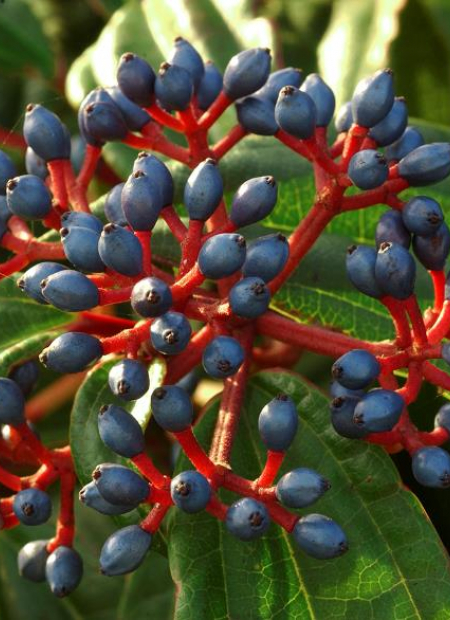 © Hortival Diffusion - Tous droits réservés