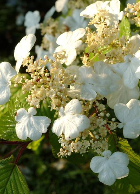 © Hortival Diffusion - Tous droits réservés