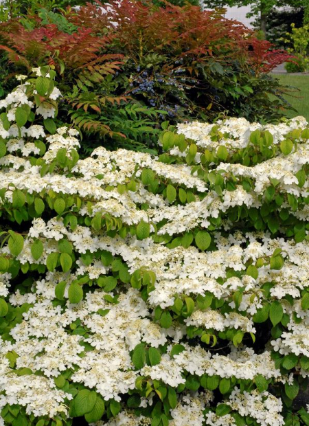 © Hortival Diffusion - Tous droits réservés