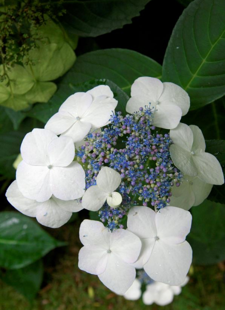 © Hortival Diffusion - Tous droits réservés