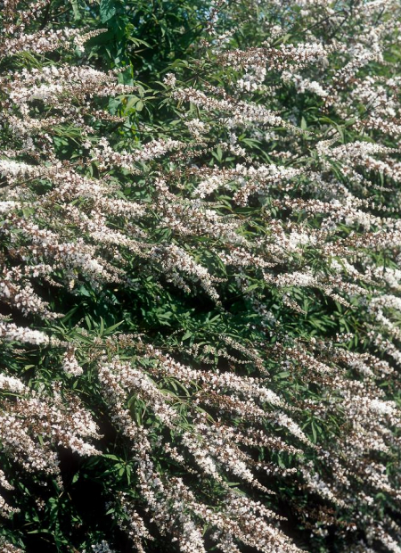 © Hortival Diffusion - Tous droits réservés