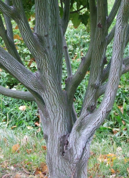 © Hortival Diffusion - Tous droits réservés