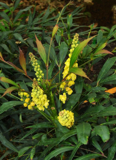 © Hortival Diffusion - Tous droits réservés