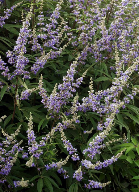 © Hortival Diffusion - Tous droits réservés