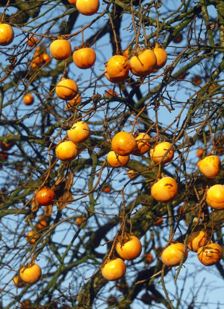 © Hortival Diffusion - Tous droits réservés