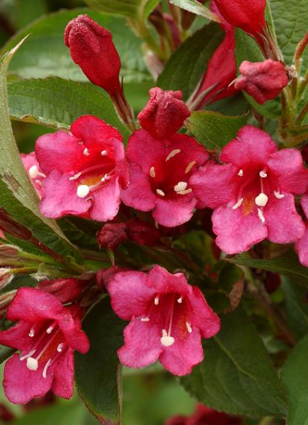 © Hortival Diffusion - Tous droits réservés