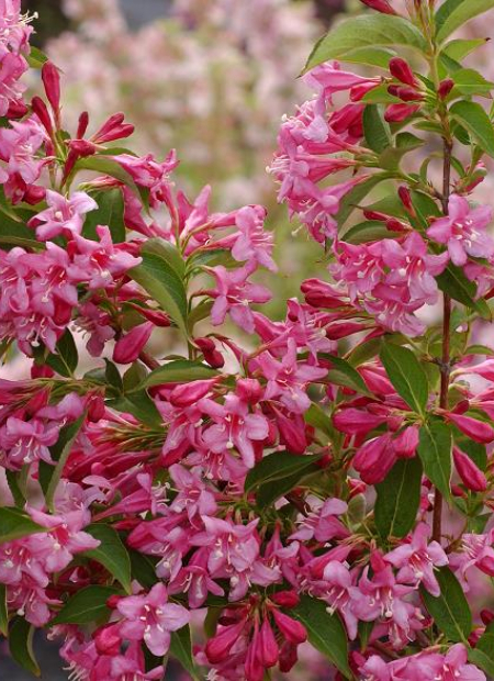 © Hortival Diffusion - Tous droits réservés