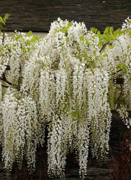 © Hortival Diffusion - Tous droits réservés