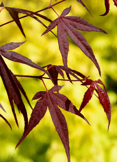 © Hortival Diffusion - Tous droits réservés