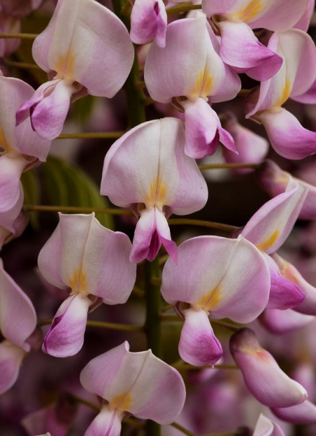 © Hortival Diffusion - Tous droits réservés