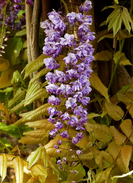 © Hortival Diffusion - Tous droits réservés