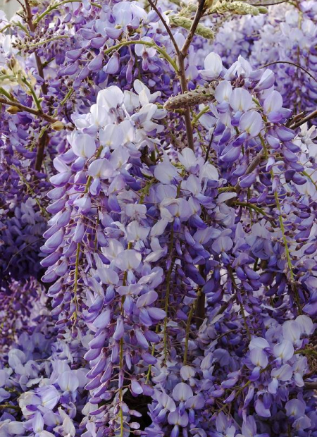 © Hortival Diffusion - Tous droits réservés