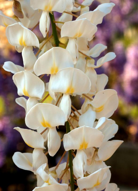 © Hortival Diffusion - Tous droits réservés